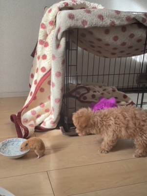 水を飲むハムスターと首を伸ばす犬2