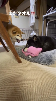 息子犬に吠えられて少し視線をあげる母犬