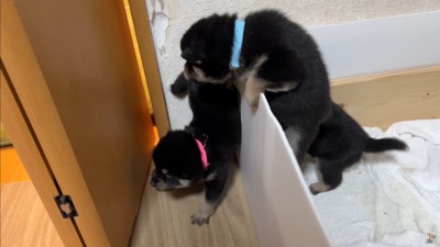 大脱走を試みる赤ちゃん犬たち5