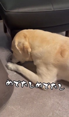 おもちゃを取ってほしそうなきぬちゃん⑩