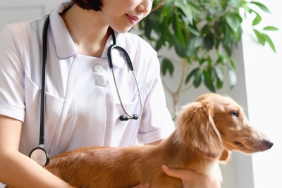 診察中の犬