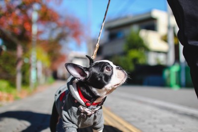 犬と散歩