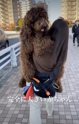 散歩、断固拒否犬