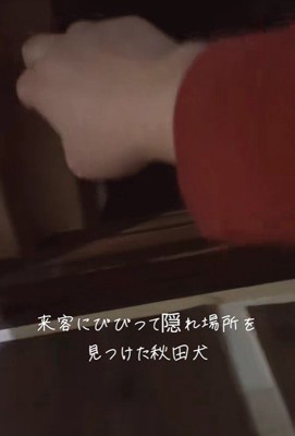 お客さんが来た時のひめちゃん6