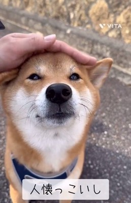 撫でられるキョロスケくん