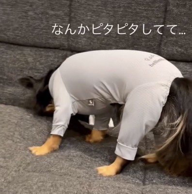 前かがみになっている犬