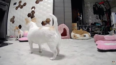 奥を見る犬2匹