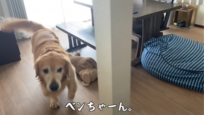 向かってくる犬