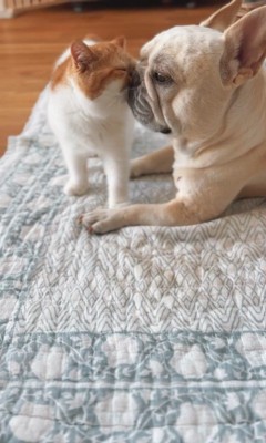 JOYくんとTOMくん6