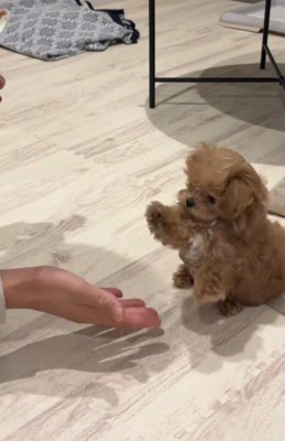 飼い主の手に前足を伸ばす子犬