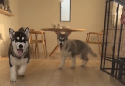 駆け寄る兄弟犬