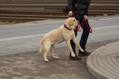 言うことを聞かない犬