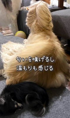 寄り添う姿に涙…