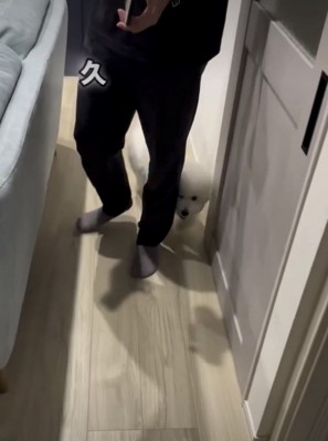 パパの横を歩く犬