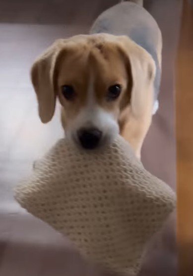 「今日はこれなんだけど…」