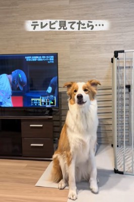 テレビの横に立つ中型犬