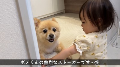 愛を受け止めてくれるポメくん