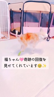 後ろ足を使ってゆっくりと歩く犬