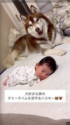 赤ちゃんの隣に伏せる犬