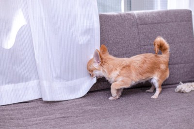 カーテンをイタズラする犬
