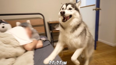 ベッドに飛び乗る黒いハスキー犬