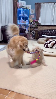 子犬が咥えているロープを引っ張って、子犬を引きずる成犬