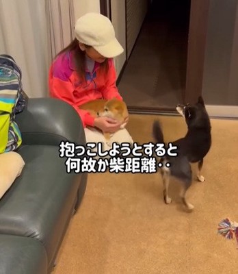 距離をとる黒柴