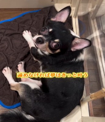 見上げる犬
