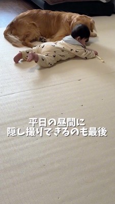 おもちゃを見つめる犬と赤ちゃん