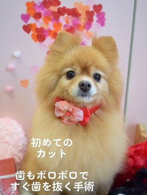 初めてトリミングしたマハロちゃん