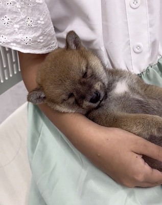 女の子に抱っこされる犬