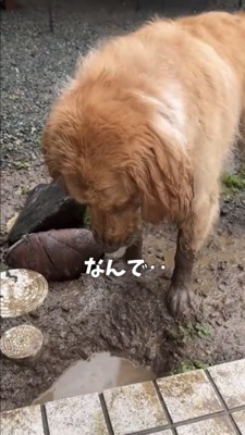 水たまりを見下ろす泥だらけの犬