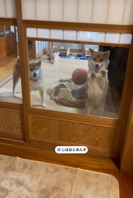 あんずちゃんはドアを叩いて歓迎