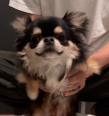 口角を上げる犬