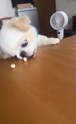 ボーロを食べたいワンコ8