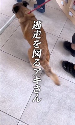 動物病院でビビりまくるアキちゃん7
