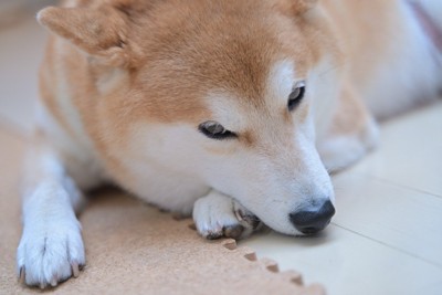 手に顎を乗せた柴犬の顔のアップ