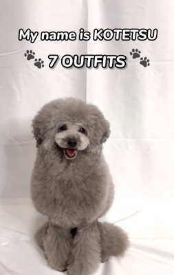 おすわりするこてつくん