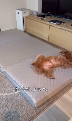 来客用のベッドが気に入ったレオくん⑩