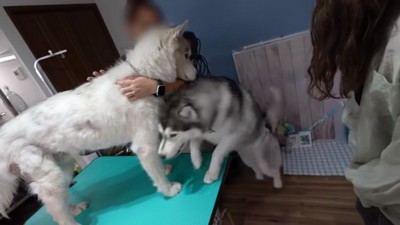 トリミング台に割り込むヴァルくん