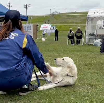 寝転びながら人を見上げる犬