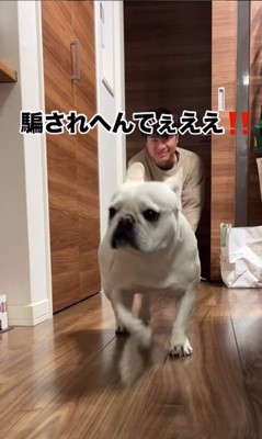 散歩に連れて行きたいお父さんVSマルちゃん7