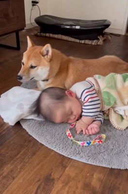 安心した様子の柴犬