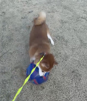 ボールを押さえ込む犬