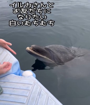 イルカと触れ合う飼い主
