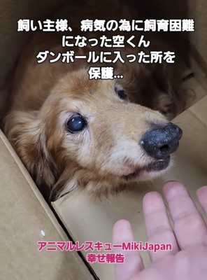 差し出された手を見る犬