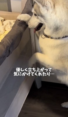 ベッドに手をかける犬