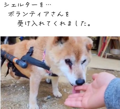 手を舐める老犬