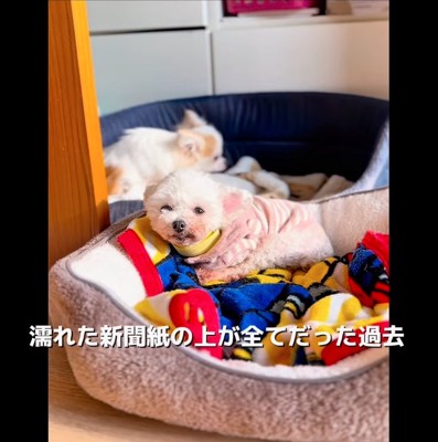 ベッドに座る子犬