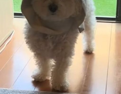 窓際で立ち尽くすとろろちゃん